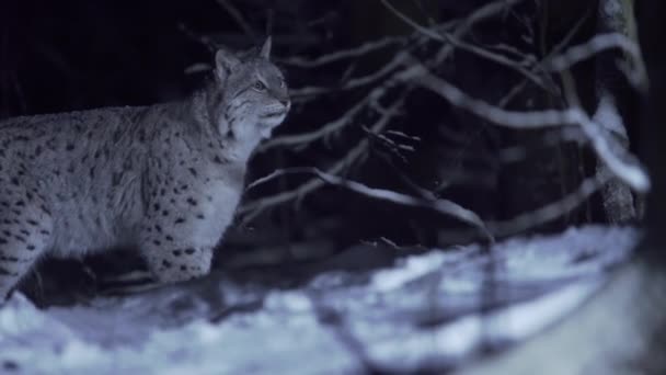 Rys Kráčí Zasněženým Lesem Měsíčním Svitu Zimě Noci Vysoce Kvalitní — Stock video