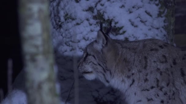 Närbild Lodjur Natten Vintern Snöig Skog Ett Djur Tittar Runt — Stockvideo