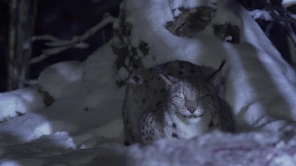 Lynx Närbild Natten Snöig Skog Vintern Eurasiska Lodjur Somnar Natten — Stockvideo