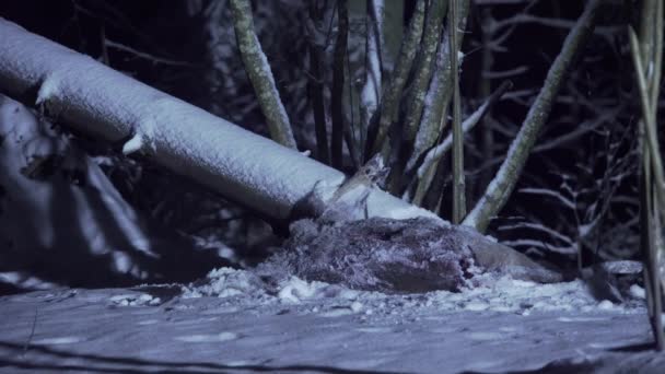 Рысь Ночью Заснеженном Лесу Зимой Евразийская Рысь Ночью Спрыгивает Дерева — стоковое видео