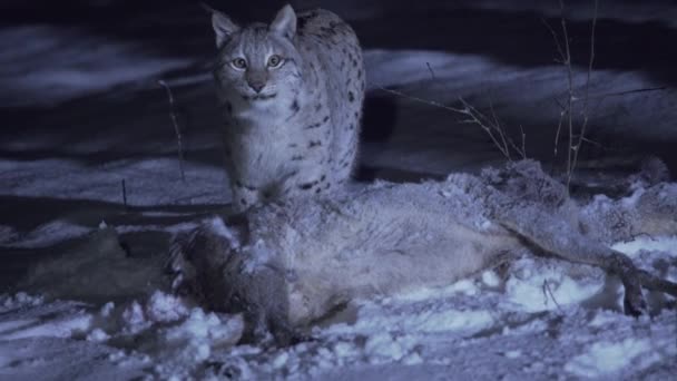 Lynx Notte Una Foresta Innevata Durante Inverno Lince Eurasiatica Che — Video Stock