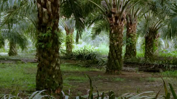 Malá Plantáž Palmového Oleje Pro Místního Farmáře Ekvádoru — Stock video