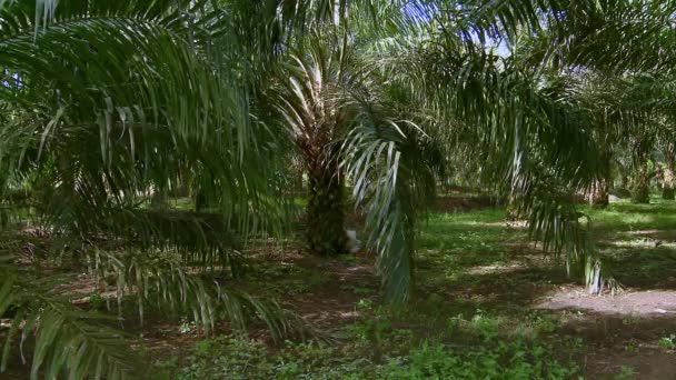 Una Pequeña Plantación Aceite Palma Para Agricultor Local Ecuador — Vídeos de Stock