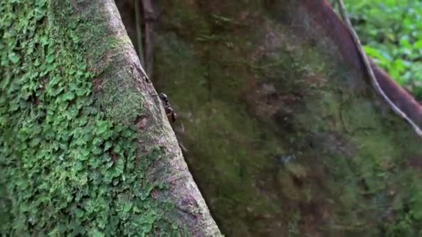 Formiga Bala Floresta Equatoriana Formiga Com Mordida Mais Dolorosa Mundo — Vídeo de Stock