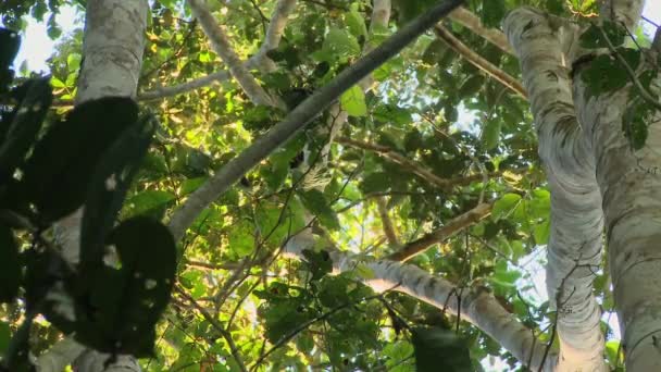 Mono Lanudo Salvaje Lagothrix Salta Rama Rama Selva Amazónica Ecuador — Vídeos de Stock