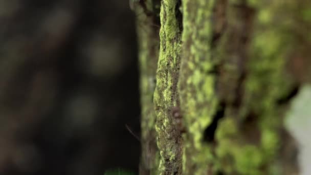 Primer Plano Hormigas Cortadoras Hojas Que Llevan Hojas Selva Tropical — Vídeo de stock