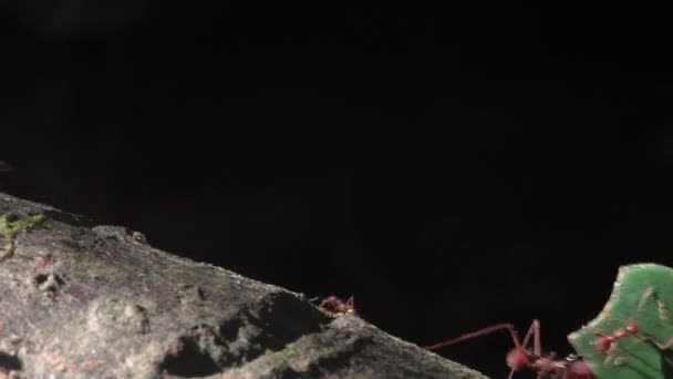 Крупный План Муравьёв Несущих Листья Вдоль Ветки Чёрном Фоне Тропических — стоковое видео