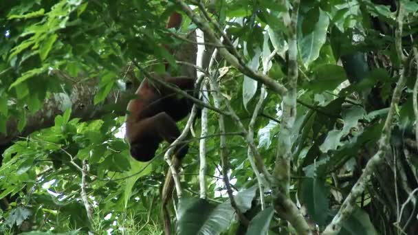 Μια Άγρια Μαλλιαρή Μαϊμού Lagothrix Τρέφεται Παιχνιδιάρικα Από Κλαδιά Δέντρων — Αρχείο Βίντεο