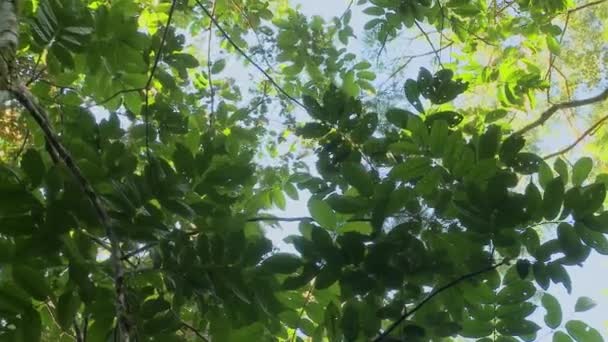 野生のウッリーサル ラゴトリックスは アマゾン熱帯雨林 エクアドル ヤスニ国立公園の枝から枝にジャンプします 良質のフルHd映像 高品質のフルHd映像 — ストック動画