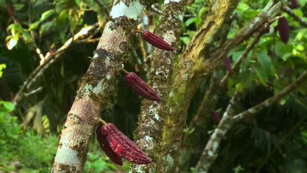 Cacao Fruit Tree Backyard Garden Ecuador South America Cocoa Tree — Stock Video