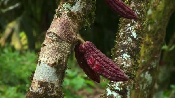 Owoc Kakao Drzewie Ogrodzie Podwórkowym Ekwadorze Ameryka Południowa Drzewo Kakaowe — Wideo stockowe