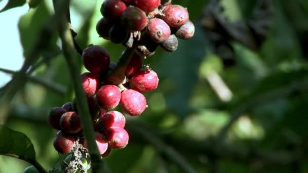 Una Fruta Café Árbol Jardín Del Patio Trasero Ecuador América — Vídeo de stock