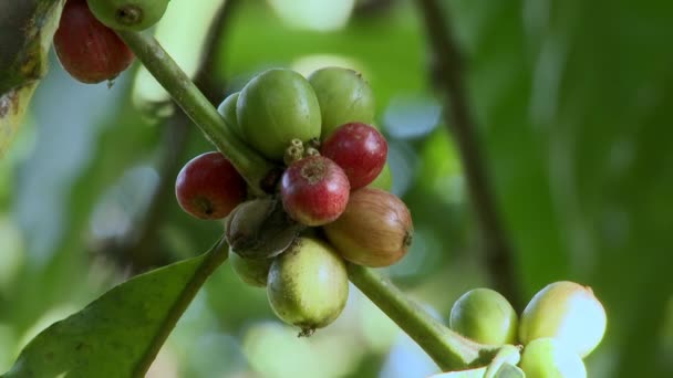 Kávégyümölcs Egy Fán Egy Kertben Ecuadorban Dél Amerikában Kávébozót Kávétermesztés — Stock videók