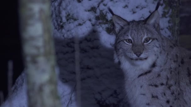 Gros Plan Lynx Nuit Dans Une Forêt Enneigée Clair Lune — Video