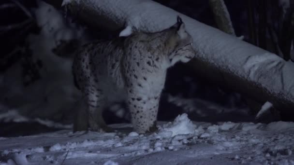 Lynx Traverse Une Forêt Enneigée Clair Lune Lynx Nuit Renifle — Video