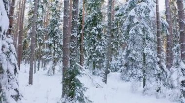 Karlı kozalaklı bir ormanda yavaş bir dron uçuşu. Kalın bir kar örtüsü olan ağaçlar. Ormandaki kış manzarası. Yüksek kalite 4k görüntü