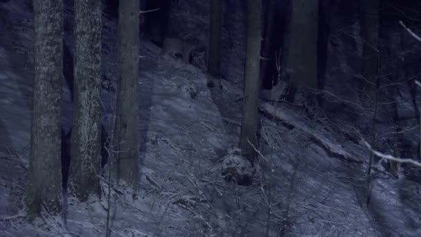 Ένας Λύγκας Περπατά Μέσα Ένα Χιονισμένο Δάσος Στο Φεγγαρόφωτο Νύχτα — Αρχείο Βίντεο