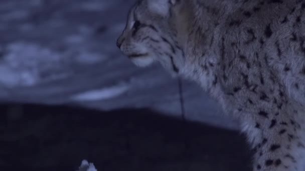 月明かりの雪の森で夜にリンクを閉じる リンキスは周りを見回して去っていく 夜に動物たち 高品質の4K映像 — ストック動画
