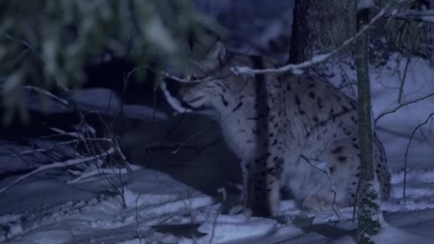 Lynx Por Noche Bosque Nevado Luz Luna Lince Bosteza Camina — Vídeo de stock