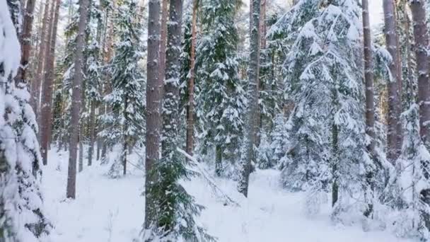 在雪地的针叶林中缓慢的无人驾驶飞机飞行 有厚厚的积雪的树 森林里的冬季风景 高质量的4K镜头 — 图库视频影像