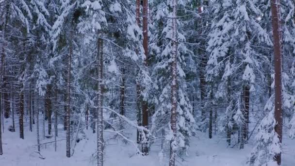 Dron Odlatuje Dołu Zaśnieżony Las Iglasty Drzewa Gęstym Pokryciem Śniegu — Wideo stockowe