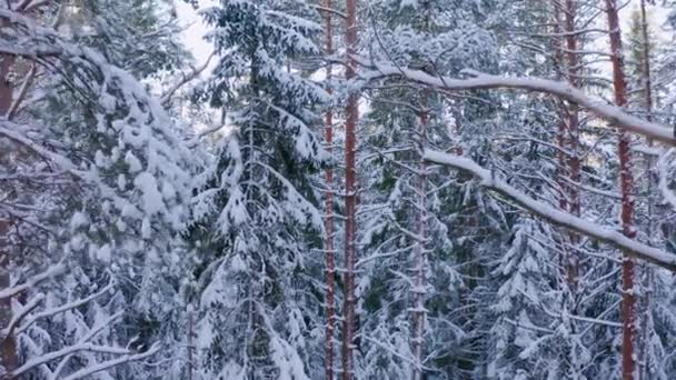 Αργή Πτήση Drone Ένα Χιονισμένο Κωνοφόρο Δάσος Δέντρα Παχιά Κουβέρτα — Αρχείο Βίντεο