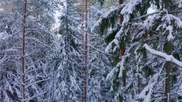 Drone Flygning Från Topp Till Botten Snöig Barrskog Träd Med — Stockvideo