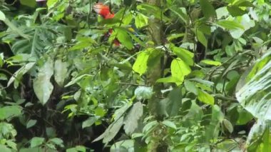 Papağan Scarlet Macaw bir ağaçta oturuyor, Yasuni Ulusal Parkı, Ekvador.