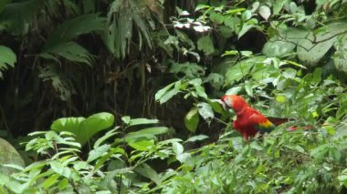 Papağan Scarlet Macaw bir ağaçta oturuyor, Yasuni Ulusal Parkı, Ekvador.