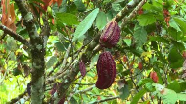 Güney Amerika, Ekvador 'da bir arka bahçedeki ağaçta kakao meyvesi. Kakao ağacı, kakao ekimi. Yüksek kaliteli FullHD görüntüler