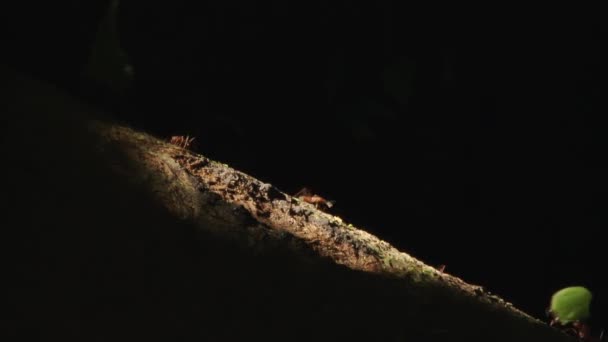 Primer Plano Las Hormigas Cortadoras Hojas Que Llevan Hojas Largo — Vídeo de stock