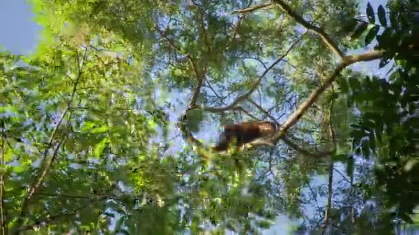 Macaco Woolly Selvagem Lagothrix Descansando Ramo Floresta Amazônica Equador Imagens — Vídeo de Stock