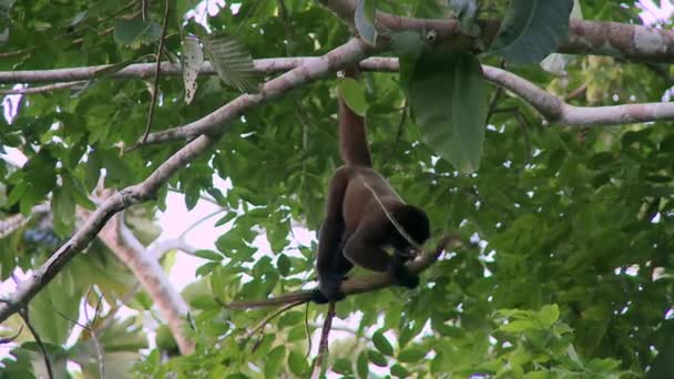 Ein Wilder Wollaffe Lagothrix Ernährt Sich Spielerisch Von Ästen Amazonas — Stockvideo
