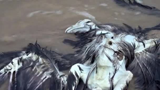 Крупный План Мёртвой Птицы Берегу Моря Мертвый Орёл Выбросился Моря — стоковое видео