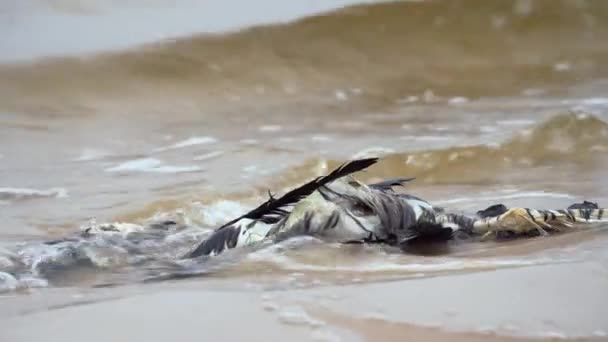 死んだ鳥が海岸に 移住中に死んだ鷲が海から洗い流された 鳥インフルエンザ 動物移住の危険性についてです エコロジカル災害 大きな死んだ鳥 高品質の4K映像 — ストック動画