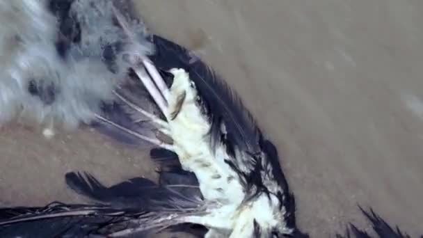 一只死鸟的翅膀的特写 在海滨 一只死鹰在迁徙过程中从海里冲了上来 禽流感 动物迁徙的危险 生态灾难 一只死鸟 — 图库视频影像