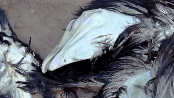 海岸で死んだ鳥を閉じる 移住中に死んだ鷲が海から洗い流された 鳥インフルエンザ 動物移住の危険性についてです エコロジカル災害 大きな死んだ鳥 高品質の4K映像 — ストック動画