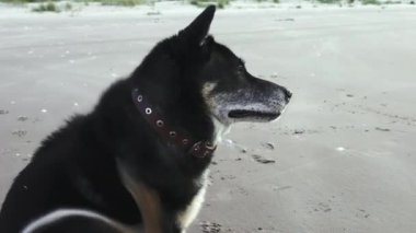 Zenci, melez, yaşlı bir köpek boynunu tırmalıyor. Büyük siyah bir köpek. Yavaş çekim 50fps. Yüksek kalite 4k görüntü