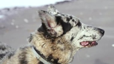 Komik, benekli, anti-kene ve pire önlüklü bir köpek portresi. Yavaş çekim 50fps. Yüksek kalite 4k görüntü