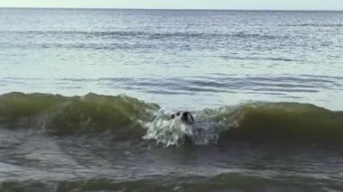 Komik, benekli, melez olmayan bir köpek büyük dalgalarda denizde yüzüyor. Yavaş çekim 50fps. Yüksek kalite 4k görüntü