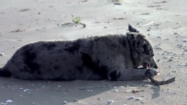 Ein Lustig Gefleckter Mischlingshund Nagt Strand Einem Stück Holz Hochwertiges — Stockvideo