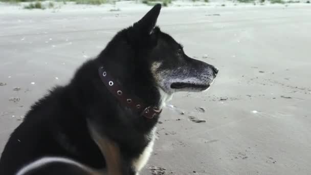 Černý Neplemenný Starší Pes Poškrábe Krku Velký Černý Pes Zpomalit — Stock video