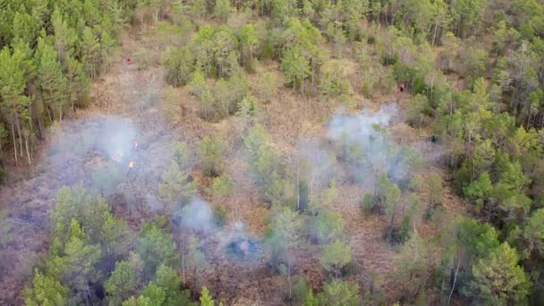 Pożar Lasu Nad Drzewami Wznosi Się Gęsty Dym Zarządzanie Obszarami — Wideo stockowe