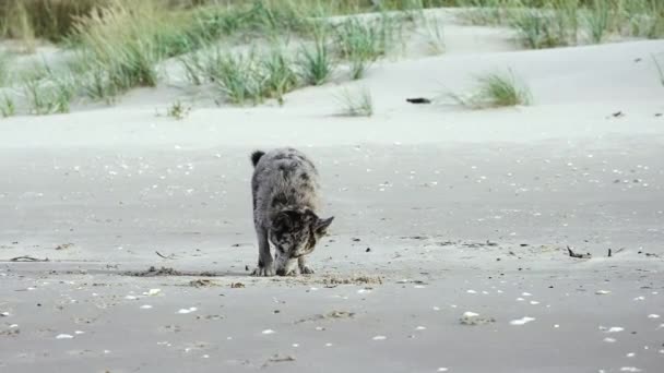 Zabawny Cętkowany Nierasowy Pies Kopie Piasek Piaszczystej Plaży Zaznacza Swój — Wideo stockowe