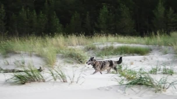 Een Grappig Gevlekte Rasechte Hond Een Zandstrand Trage Beweging 50Fps — Stockvideo