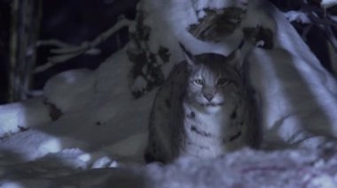 Bir vaşak kış gecesi karda uyur. Vaşak ayağa kalkıp esniyor. Yüksek kalite 4k görüntü
