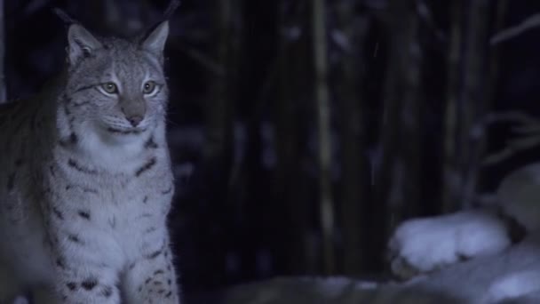 Gros Plan Lynx Nuit Dans Une Forêt Enneigée Clair Lune — Video
