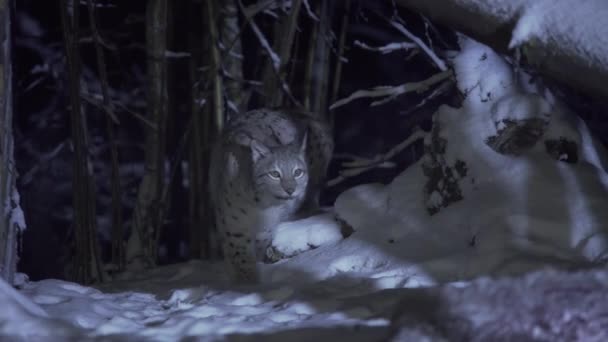 リンキスは 冬の夜に暗く雪の多い森で静かに動いています 古い森の中の冬の夜 高品質の4K映像 — ストック動画