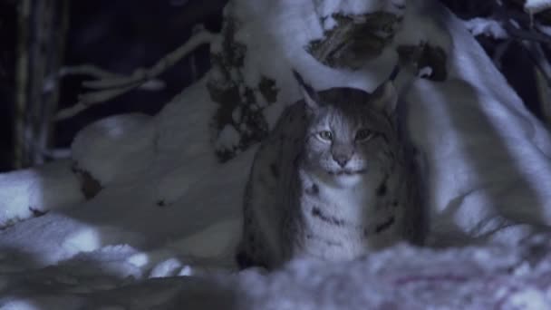 Lynx Dort Dans Neige Une Nuit Hiver Lynx Lève Étire — Video