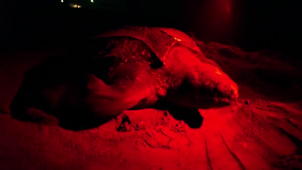 Een Lederschildpad Bedekt Een Eiergat Met Zand Een Zandstrand Tobago — Stockvideo